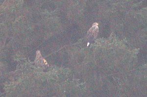 White-tailed Eagles, Mull, Argyll, January 2009 M.J.McGill White-tailed Eagles, Mull, Argyll, January 2009 M.J.McGill