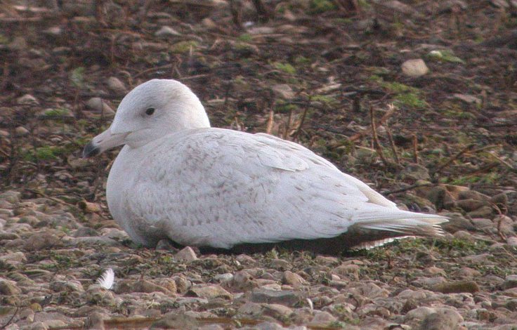 january-2009-mjmcgill-001