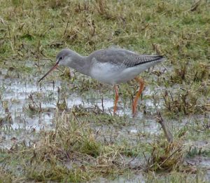 february-6-122009-lumix-mjmcgill-002