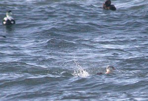 january-2009-mjmcgill-0921 january-2009-mjmcgill-0921