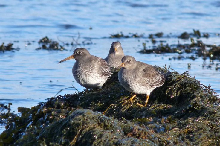 january-2009-panasonic-mjmcgill-052 january-2009-panasonic-mjmcgill-052