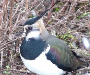 february-1-6-2009-panasonic-mjmcgill-019