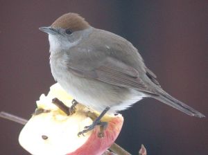 february-1-6-2009-coolpix-mjmcgill-0061