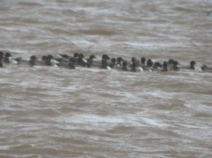 march-13-coolpix-mjmcgill-021