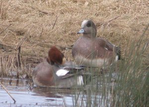 march-13-coolpix-mjmcgill-007