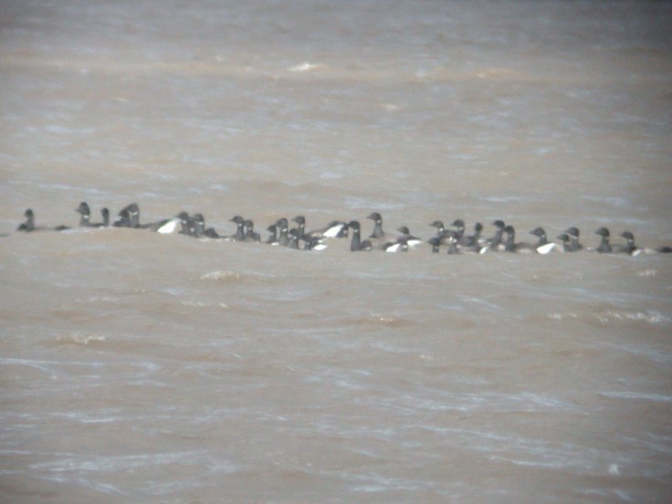 march-13-coolpix-mjmcgill-015