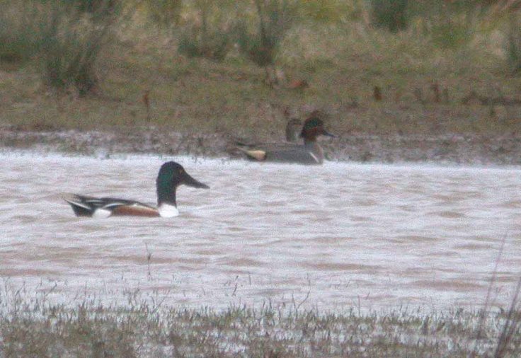 wwt-march-23-coolpix-mjmcgill-010