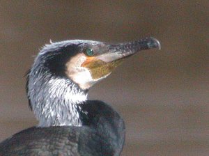 wwt-march-16-coolpix-mjmcgill-029