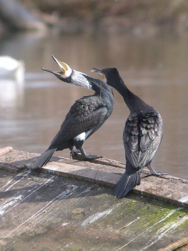 wwt-march-16-coolpix-mjmcgill-0361