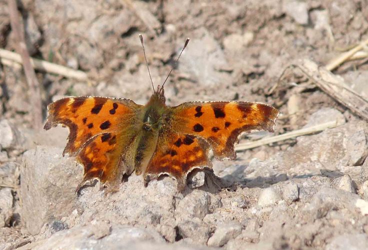 wwt-march-17-coolpix-mjmcgill-017