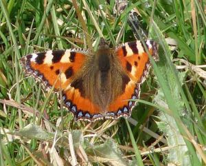 wwt-march-17-coolpix-mjmcgill-012