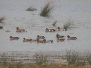 wwt-march-16-coolpix-mjmcgill-044