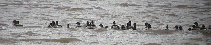 march-13-coolpix-mjmcgill-023