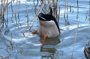 march-1-5-2009-lumix-mjmcgill-031