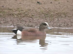 wwt-march-23-coolpix-mjmcgill-007