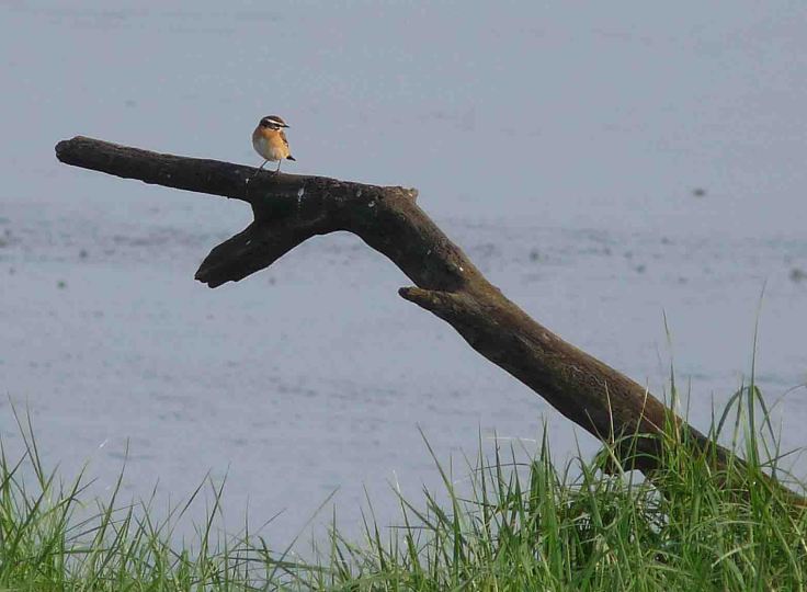 2324april-2009-lumix-mjmcgill-002