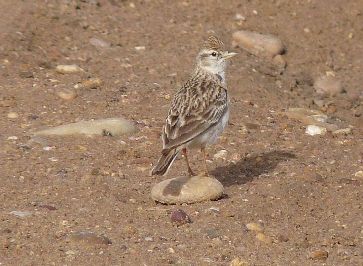 spain-6-19-april-2009-lumix-mjmcgill-252