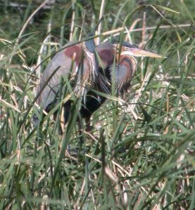 spain-6-19-april-2009-coolpix-lumix-mjmcgill-059
