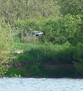 whiskered-tern-25-april-lumix-2009-mjmcgill-026