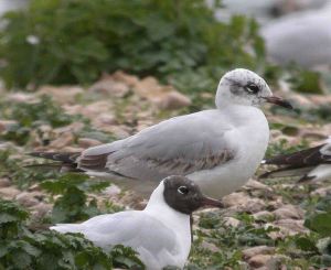 26-april-coolpix-2009-mjmcgill-0041