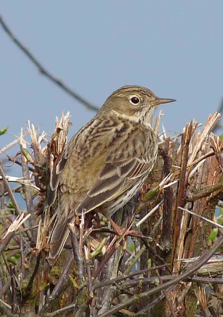 orange-tip-april-5th-lumix-2009-mjmcgill-024