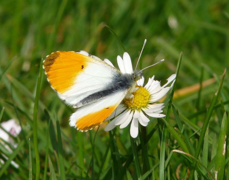 orange-tip-april-3rd-lumix-2009-mjmcgill-002