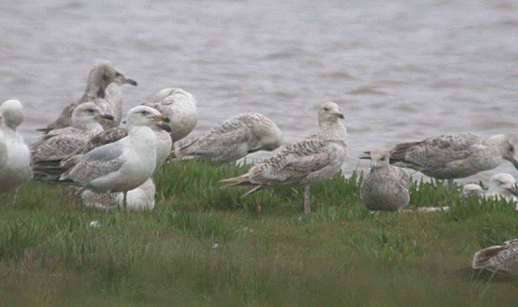 21-27-may-2009-coolpix-mjmcgill-156 21-27-may-2009-coolpix-mjmcgill-156