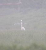 14-may-2009-pomarine-skua-coolpix-mjmcgill-009 14-may-2009-pomarine-skua-coolpix-mjmcgill-009