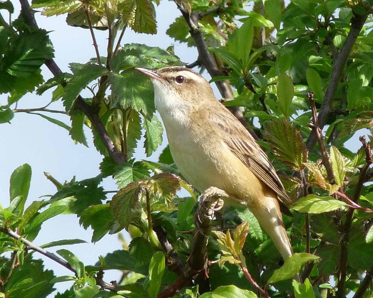 1-may-lumix-2009-mjmcgill-029 1-may-lumix-2009-mjmcgill-029