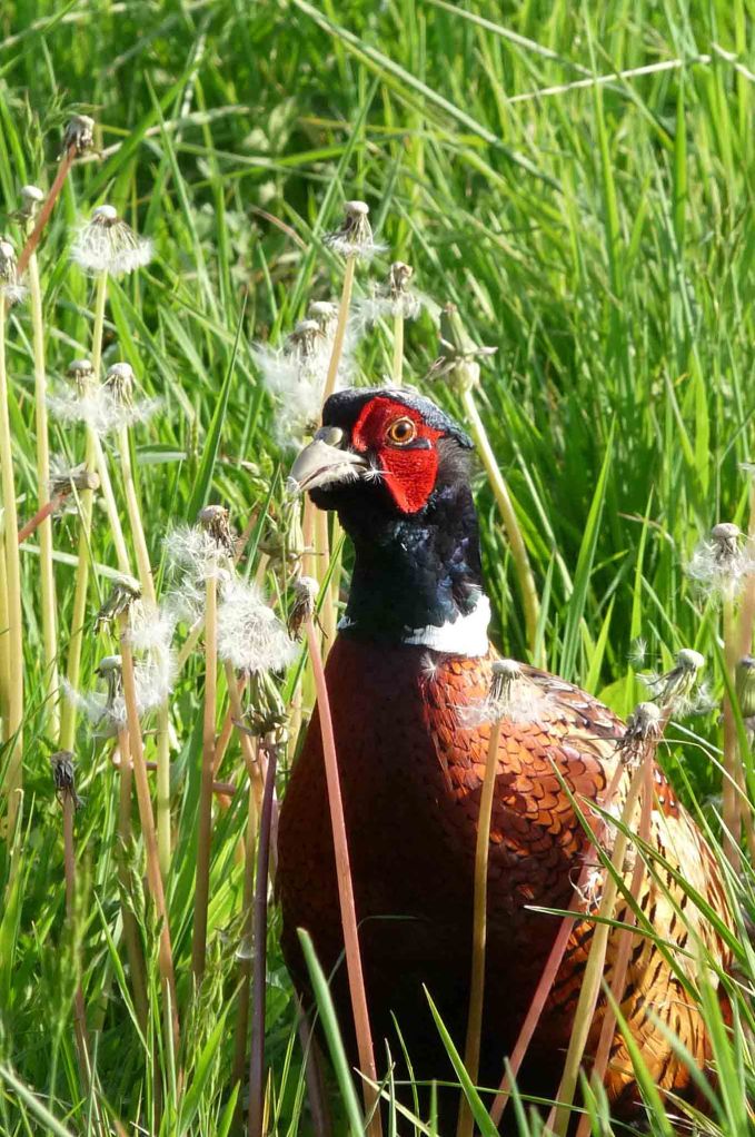 copy-of-14-may-2009-lumix-mjmcgill-056 copy-of-14-may-2009-lumix-mjmcgill-056
