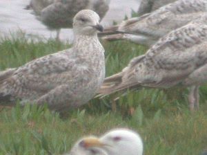 21-27-may-2009-coolpix-mjmcgill-159 21-27-may-2009-coolpix-mjmcgill-159