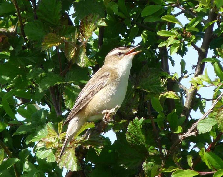 copy-of-14-may-2009-lumix-mjmcgill-093 copy-of-14-may-2009-lumix-mjmcgill-093
