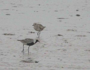 14-may-2009-pomarine-skua-coolpix-mjmcgill-0131 14-may-2009-pomarine-skua-coolpix-mjmcgill-0131