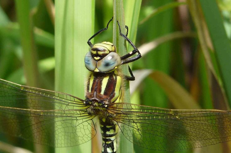 copy-of-14-may-2009-lumix-mjmcgill-084 copy-of-14-may-2009-lumix-mjmcgill-084