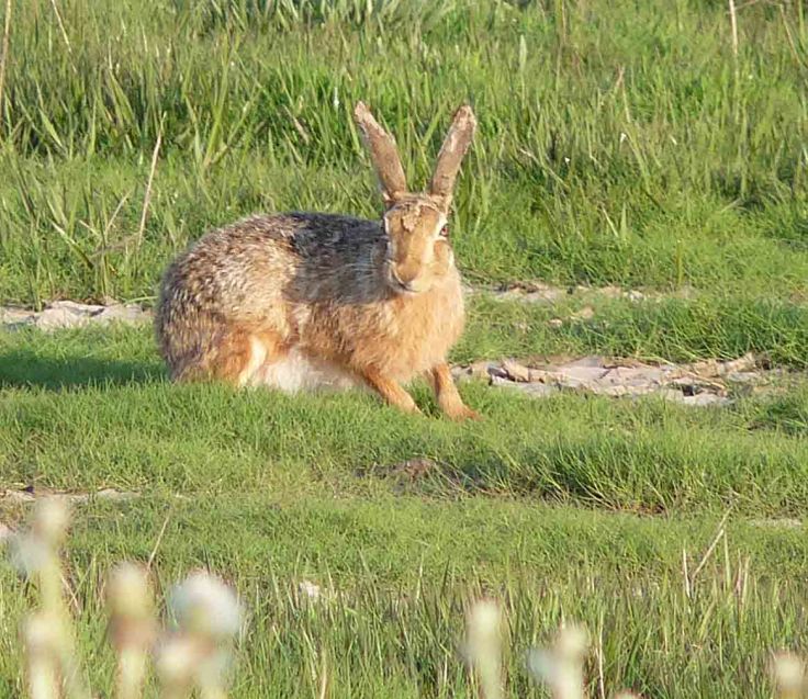 copy-of-14-may-2009-lumix-mjmcgill-036 copy-of-14-may-2009-lumix-mjmcgill-036
