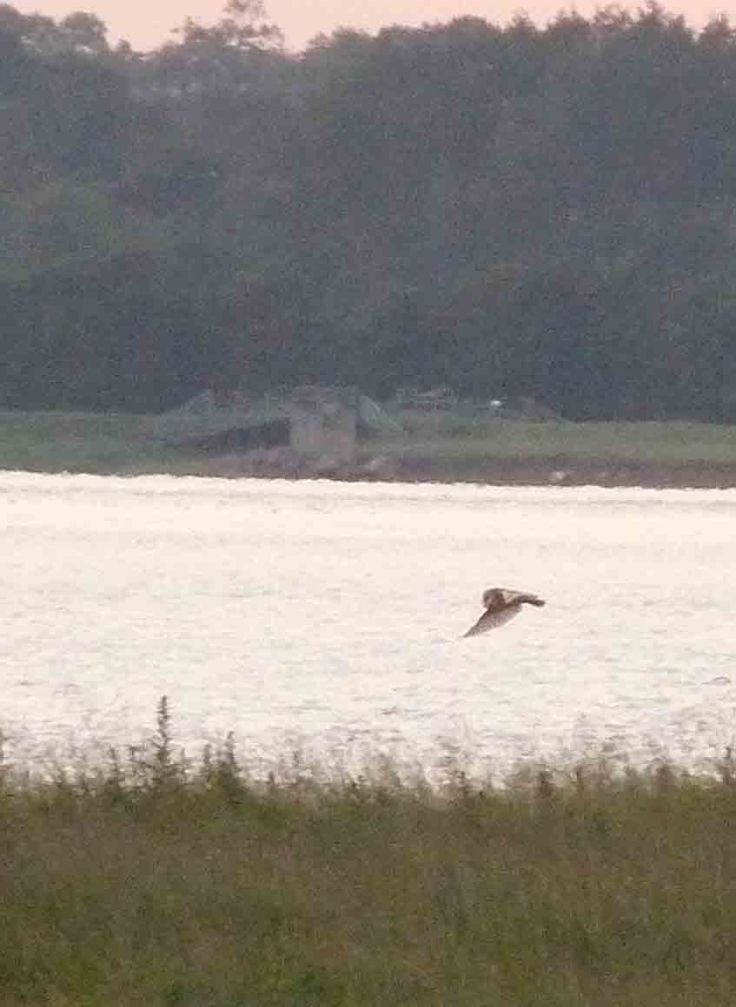 late June 2009 Lumix MJMcGill 017 late June 2009 Lumix MJMcGill 017