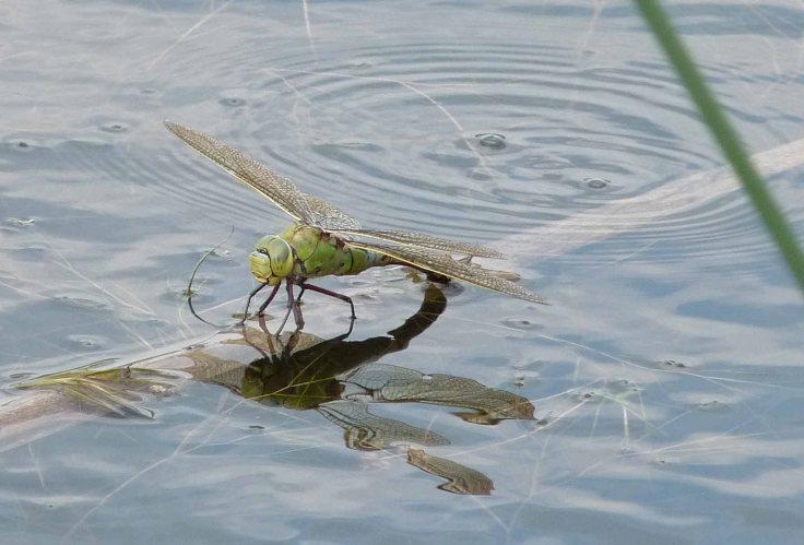 Emperor Brown Hawker 30 June 2009 Lumix MJMcGill 006 Emperor Brown Hawker 30 June 2009 Lumix MJMcGill 006