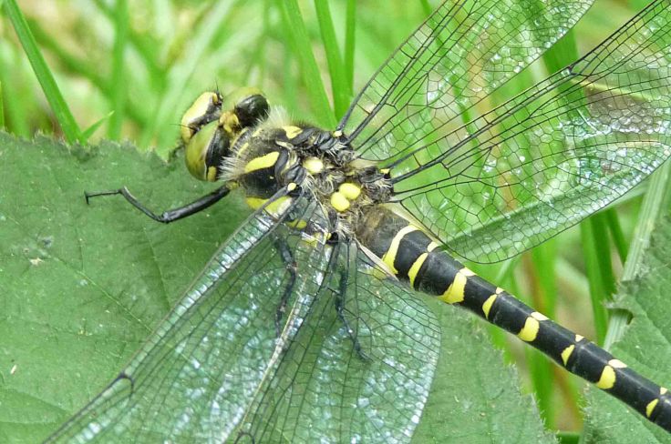 5-june-lumix-mjmcgill-007 5-june-lumix-mjmcgill-007