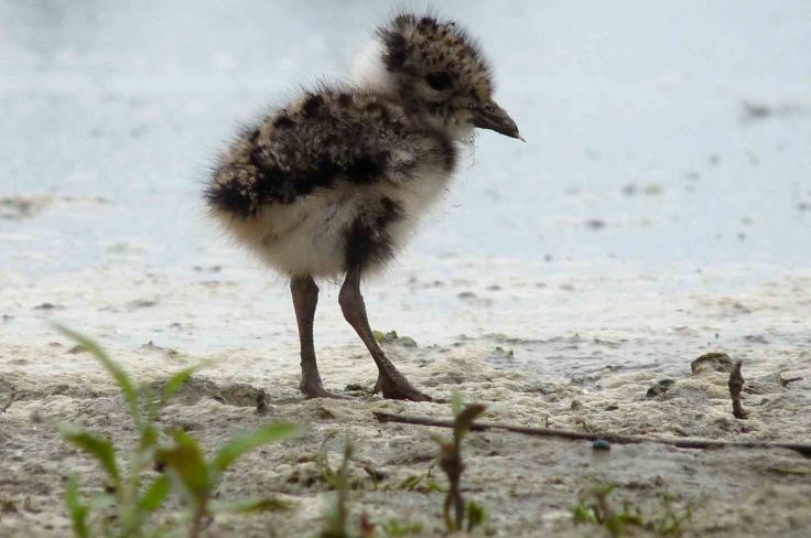 7-june-lumix-mjmcgill-028 7-june-lumix-mjmcgill-028