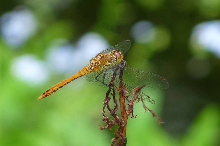 Emperor Brown Hawker 30 June 2009 Lumix MJMcGill 009