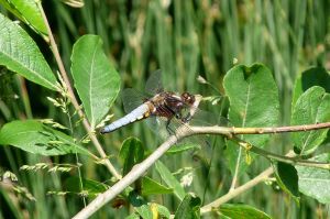 1-to-3-june-lumix-mjmcgill-016 1-to-3-june-lumix-mjmcgill-016