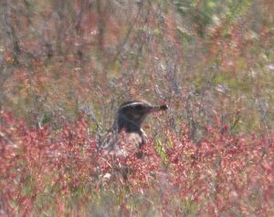 21-27-may-2009-coolpix-mjmcgill-0621