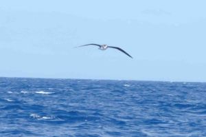 July Madeira Sports Day and Nick Rach 2009  MJMcGill 239