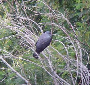 Trocaz Pigeon 2 by Theresa Stone