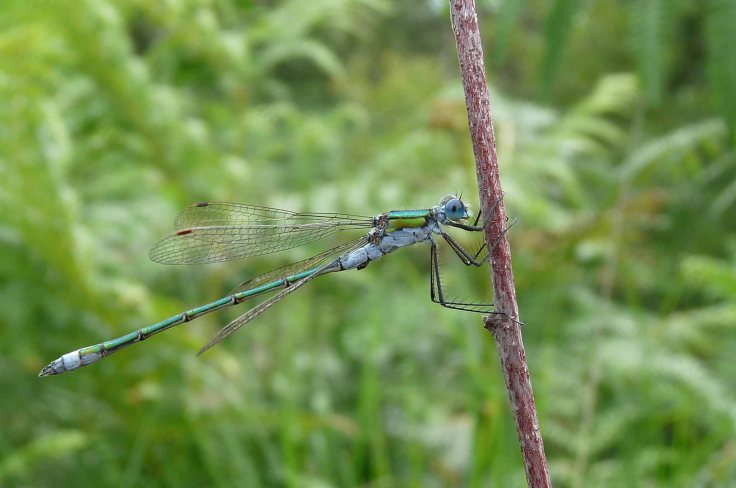 White-faced DarterNorfolk Hawker 1to5 June 2009 Lumix MJMcGill 008
