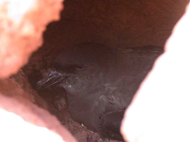 Madeira and WWT July 2009  MJMcGill 015