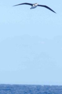 July Madeira Sports Day and Nick Rach 2009  MJMcGill 240