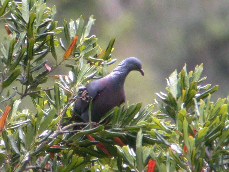 Madeira and WWT July 2009  MJMcGill 025
