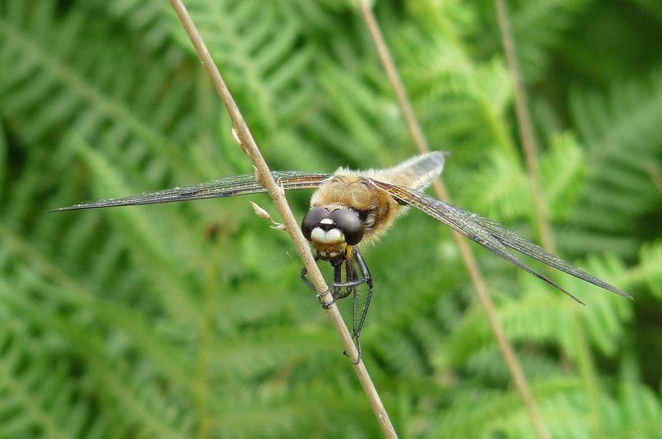 White-faced DarterNorfolk Hawker 1to5 June 2009 Lumix MJMcGill 010