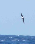 July Madeira Sports Day and Nick Rach 2009  MJMcGill 219